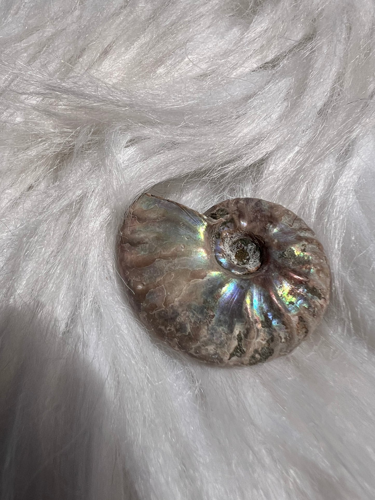 Ammonite