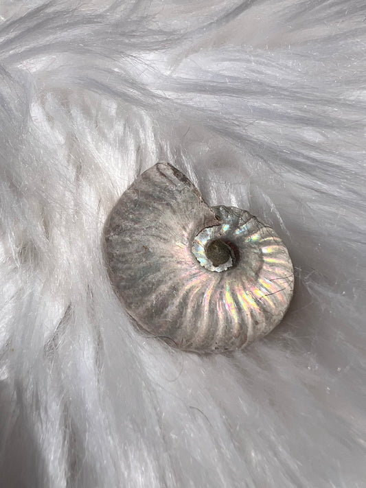 Ammonite