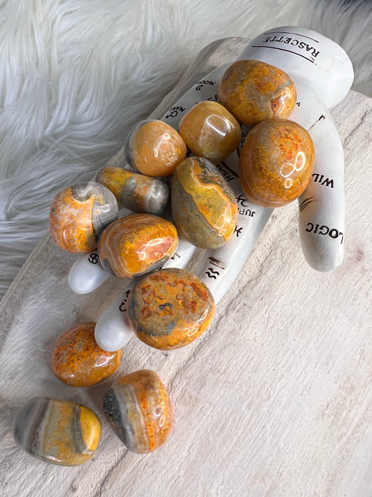 Bumble bee Jasper