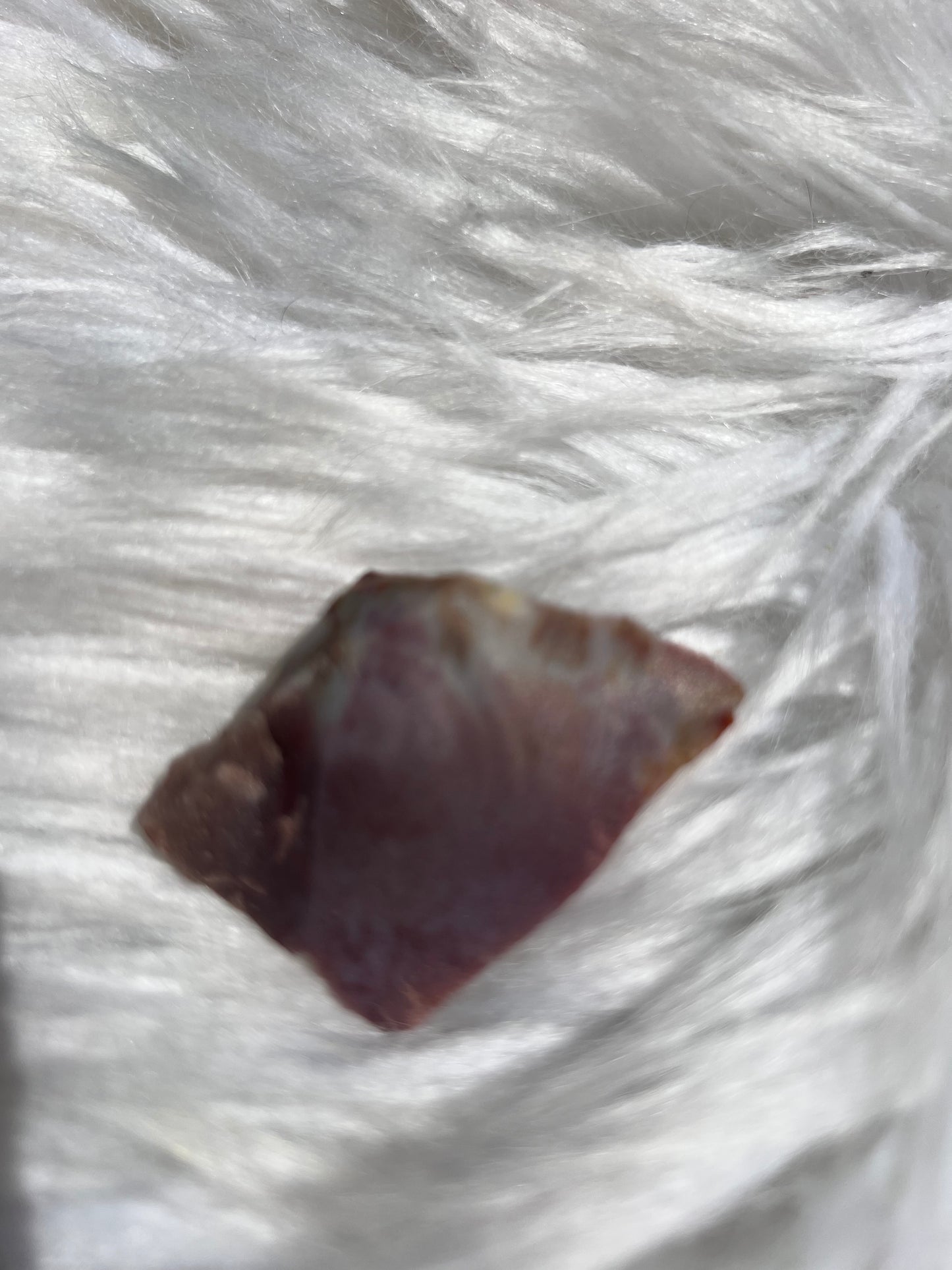 Petrified wood from Arizona