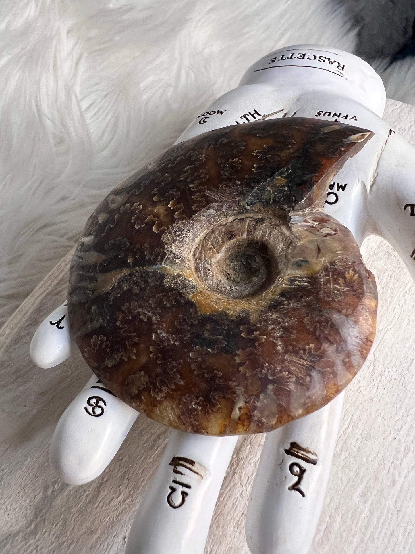 Ammonite