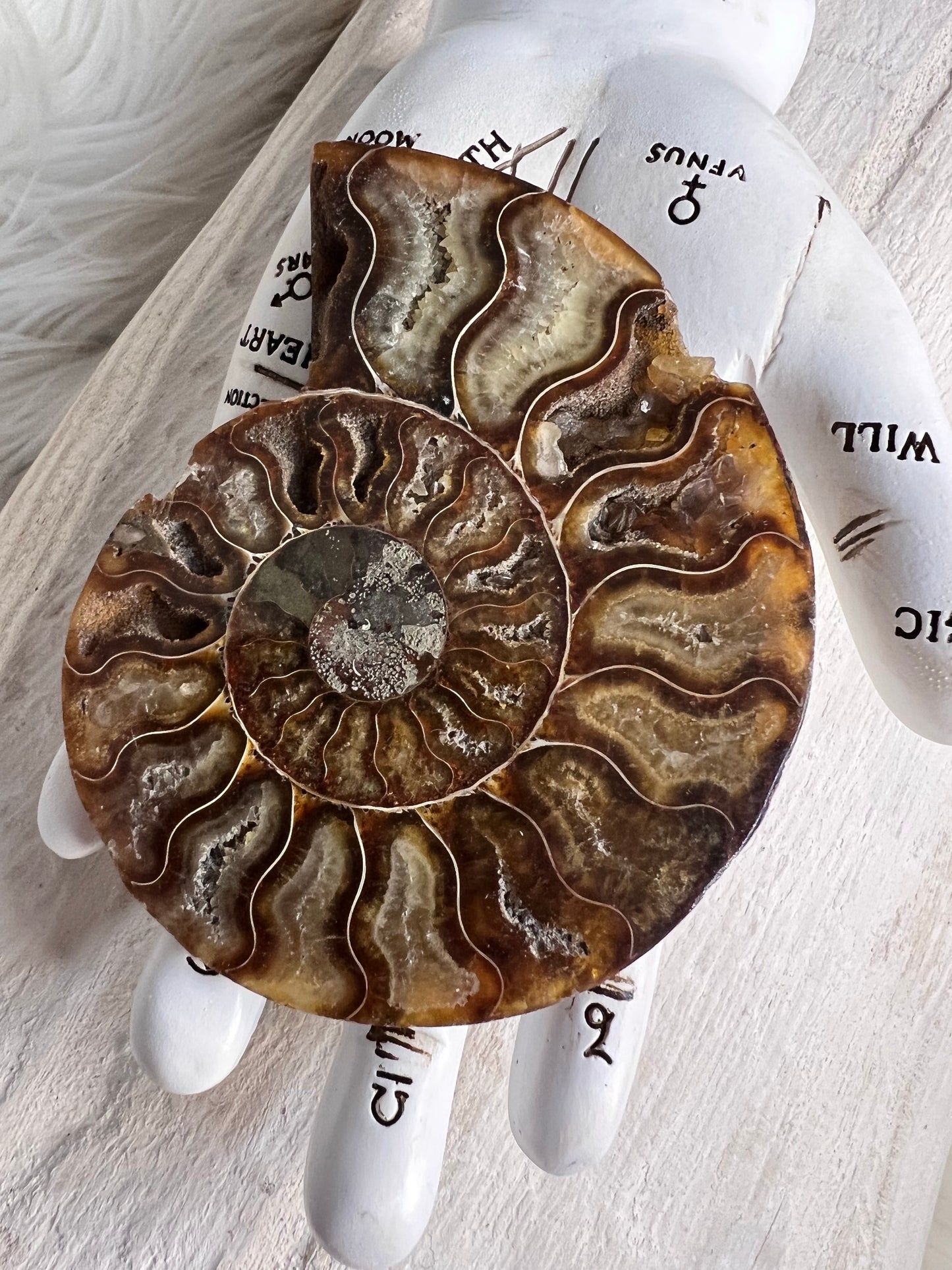 Ammonite